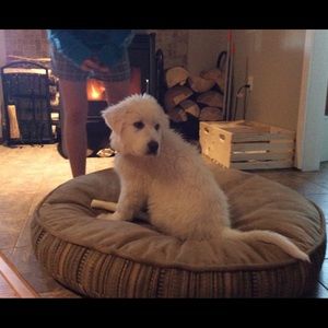 Meet your Posher, Lorne